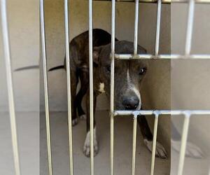 American Pit Bull Terrier-Unknown Mix Dogs for adoption in Oklahoma City, OK, USA