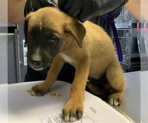 German Shepherd Dog-Unknown Mix Dogs for adoption in Visalia, CA, USA