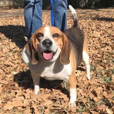 Beagle Dogs for adoption in Mansfield, TX, USA