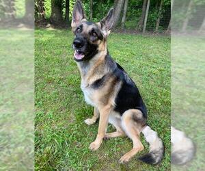German Shepherd Dog Dogs for adoption in Morrisville, NC, USA