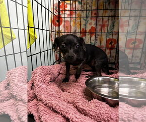 Chihuahua-Unknown Mix Dogs for adoption in Chico, CA, USA