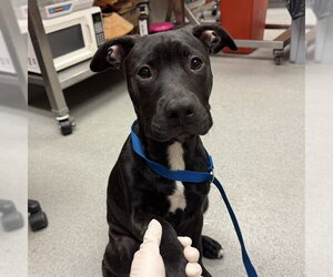 Mutt Dogs for adoption in Rancho Cucamonga, CA, USA