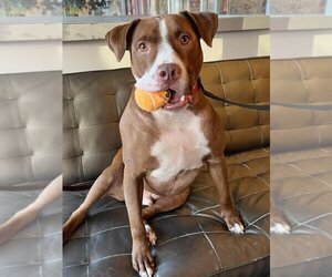 American Staffordshire Terrier Dogs for adoption in Boston, MA, USA