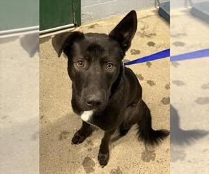 Labrador Retriever-Unknown Mix Dogs for adoption in Woodland, CA, USA