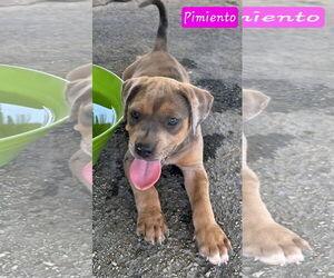 Catahoula Leopard Dog-Unknown Mix Dogs for adoption in Alexander, AR, USA
