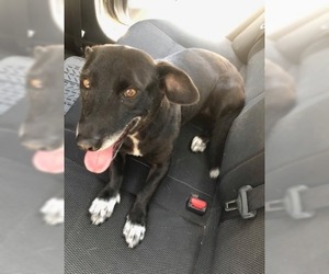 Beagi Dogs for adoption in El Cajon, CA, USA