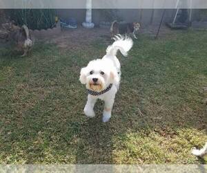 Maltipoo Dogs for adoption in Goodyear, AZ, USA