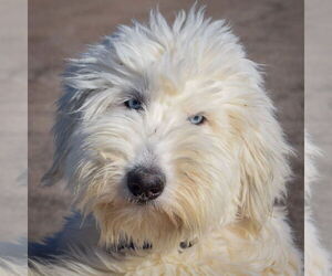 Labradoodle Dogs for adoption in Huntley, IL, USA