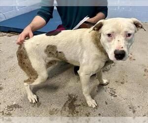 American Pit Bull Terrier Dogs for adoption in Woodland, CA, USA