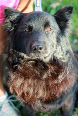 Small Chow Chow-Keeshond Mix