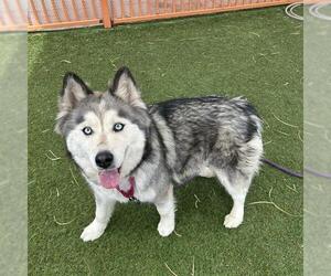 Siberian Husky-Unknown Mix Dogs for adoption in Las Vegas, NV, USA
