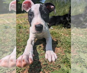 American Staffordshire Terrier-Boxer Mix Dogs for adoption in Chester, VA, USA
