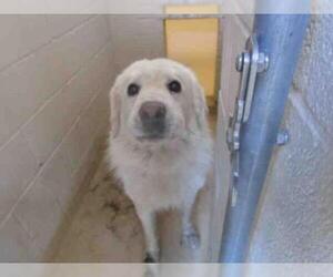 Great Pyrenees Dogs for adoption in Lufkin, TX, USA