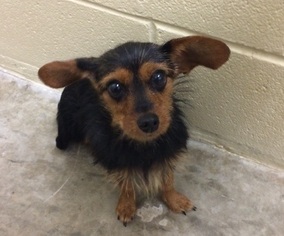 Dachshund Dogs for adoption in Little Elm, TX, USA