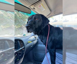 Labrador Retriever Dogs for adoption in Woodland Hills, CA, USA