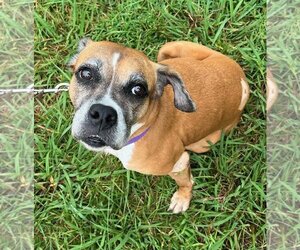 Boxer-Unknown Mix Dogs for adoption in Richmond, VA, USA