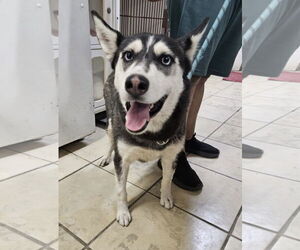 - Mix Dogs for adoption in El Centro, CA, USA