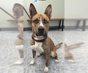 Siberian Husky-Unknown Mix Dogs for adoption in Fort Collins, CO, USA