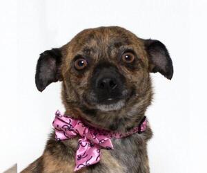 Chihuahua-Unknown Mix Dogs for adoption in Santa Barbara, CA, USA