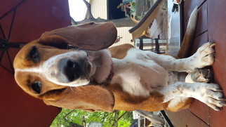 Basset Hound Dogs for adoption in Helotes, TX, USA