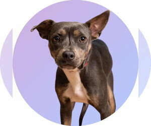 American Pit Bull Terrier Dogs for adoption in Rowlett, TX, USA