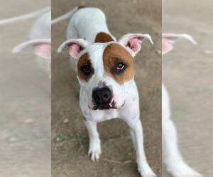 American Pit Bull Terrier Dogs for adoption in Riverside, CA, USA
