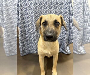 Mutt Dogs for adoption in Corning, AR, USA