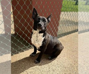 Mutt Dogs for adoption in Westwood, NJ, USA