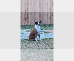 Boxer Dogs for adoption in Austin, TX, USA