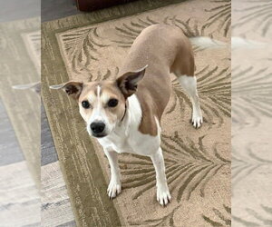 Italian Greyhound-Jack Russell Terrier Mix Dogs for adoption in The Woodlands, TX, USA