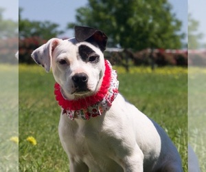 Boxer Dogs for adoption in Carrollton, TX, USA