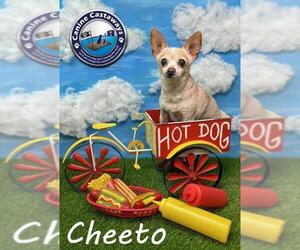 Chihuahua Dogs for adoption in Arcadia, FL, USA