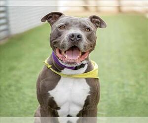 American Pit Bull Terrier-Unknown Mix Dogs for adoption in Las Vegas, NV, USA