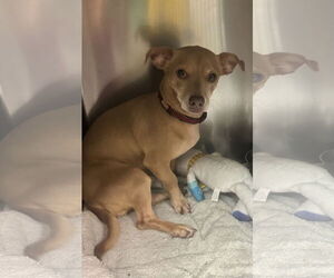 Chihuahua-Unknown Mix Dogs for adoption in Royal Palm Beach, FL, USA