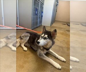 Siberian Husky Dogs for adoption in Sacramento, CA, USA