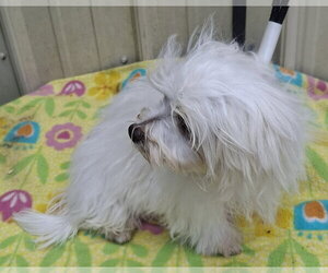 Maltese Dogs for adoption in Mountain View, MO, USA