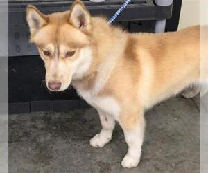 Siberian Husky-Unknown Mix Dogs for adoption in Orange, CA, USA