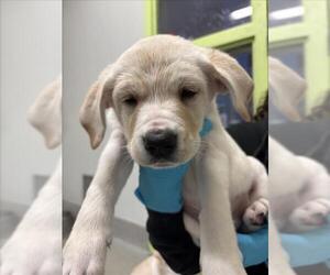 American Pit Bull Terrier-Unknown Mix Dogs for adoption in Rancho Cucamonga, CA, USA