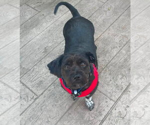 Shih-Poo Dogs for adoption in Rochester, NY, USA