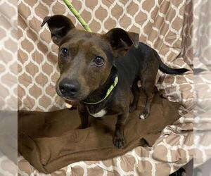 Chihuahua-Unknown Mix Dogs for adoption in Modesto, CA, USA