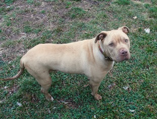 Chinese Shar-Pei Dogs for adoption in Huntsville, AL, USA