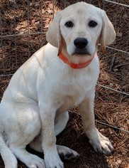 Labrador Retriever Dogs for adoption in Commerce, GA, USA