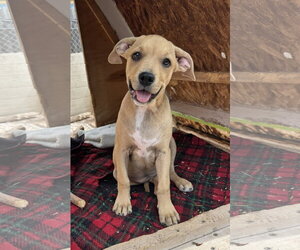 Mutt Dogs for adoption in Williamsburg, NM, USA
