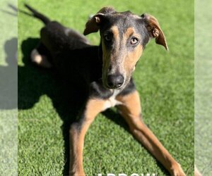 Doberman Pinscher-Unknown Mix Dogs for adoption in Santa Monica, CA, USA