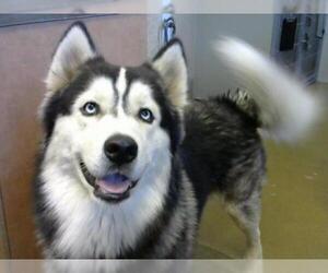 Alusky Dogs for adoption in Sacramento, CA, USA