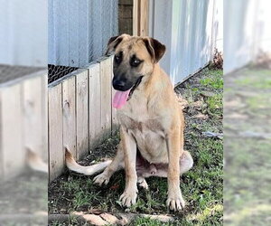 Anatolian Shepherd-Unknown Mix Dogs for adoption in Tabernash, CO, USA