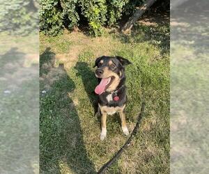 Gerberian Shepsky Dogs for adoption in Ogden, UT, USA