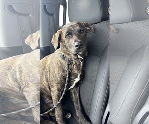 Labrador Retriever-Plott Hound Mix Dogs for adoption in SHERBURNE, NY, USA