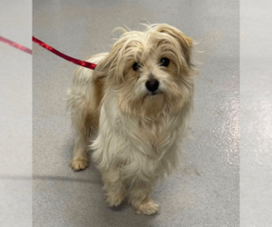 Mutt Dogs for adoption in Cranston, RI, USA