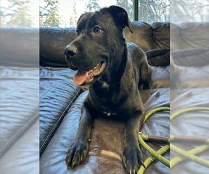 Labrador Retriever-Unknown Mix Dogs for adoption in Anchorage, AK, USA